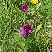 Orchids on the way